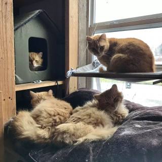 Illustration de l'article : En achetant une ferme, ce couple prend une magnifique décision en apprenant qu’une quinzaine de chats y vivent