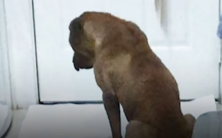 Illustration de l'article : Après des années de souffrance et de privation, ce chien découvre le bonheur grâce à un chat