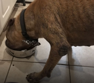 Illustration de l'article : Après des années de souffrance et de privation, ce chien découvre le bonheur grâce à un chat