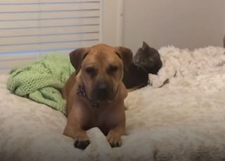 Illustration de l'article : Après des années de souffrance et de privation, ce chien découvre le bonheur grâce à un chat