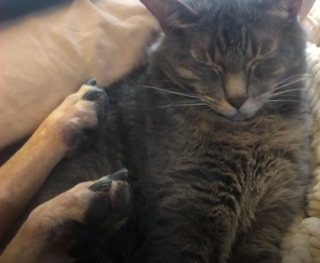 Illustration de l'article : Après des années de souffrance et de privation, ce chien découvre le bonheur grâce à un chat