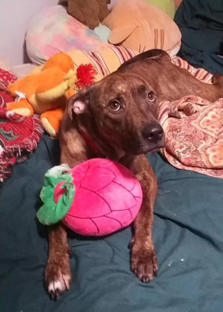 Illustration de l'article : Un chien a droit à une haie d’honneur à sa sortie du refuge dont il était le plus ancien pensionnaire (vidéo)