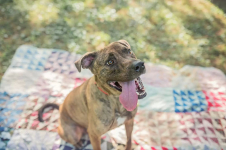 Illustration de l'article : Un chien a droit à une haie d’honneur à sa sortie du refuge dont il était le plus ancien pensionnaire (vidéo)