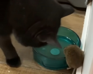 Un Chat Devient Le Meilleur Ami De La Souris Qu Il Etait Cense Chasser Video