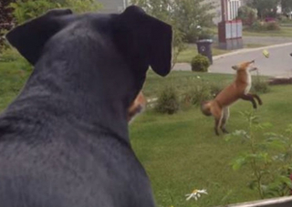 Illustration de l'article : Un chien découvre dans son jardin un renard en train de jouer avec sa balle préférée (vidéo)