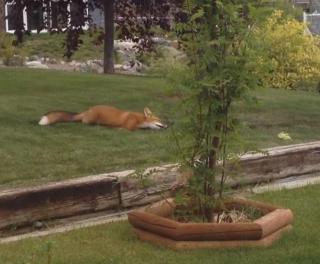 Illustration de l'article : Un chien découvre dans son jardin un renard en train de jouer avec sa balle préférée (vidéo)