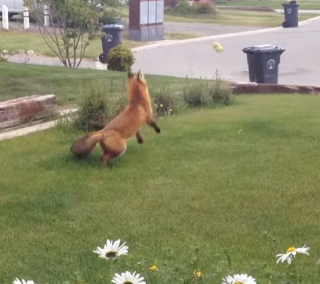 Illustration de l'article : Un chien découvre dans son jardin un renard en train de jouer avec sa balle préférée (vidéo)