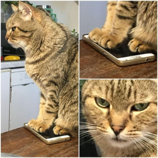 Illustration de l'article : 17 chats et chiens qui ont décidé d'agir comme des humains