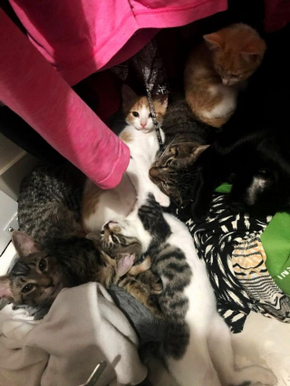 Illustration de l'article : 17 chats et chiens qui ont décidé d'agir comme des humains