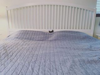 Illustration de l'article : 17 chats et chiens qui ont décidé d'agir comme des humains