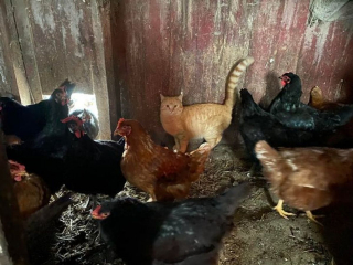 Illustration de l'article : 17 chats et chiens qui ont décidé d'agir comme des humains