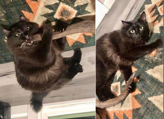 Illustration de l'article : 17 chats et chiens qui ont décidé d'agir comme des humains