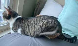 Illustration de l'article : 17 chats et chiens qui ont décidé d'agir comme des humains