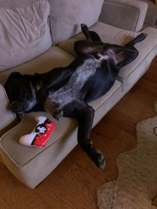 Illustration de l'article : 17 chats et chiens qui ont décidé d'agir comme des humains