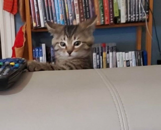 Illustration de l'article : 17 chats et chiens qui ont décidé d'agir comme des humains