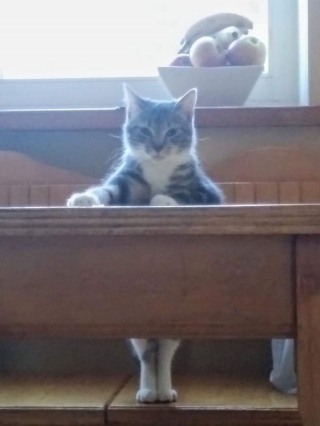 Illustration de l'article : 17 chats et chiens qui ont décidé d'agir comme des humains