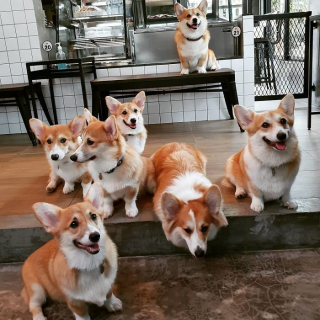 Illustration de l'article : 15 photos illustrant le quotidien hors du commun de Welsh Corgis Pembroke dans un café