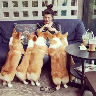Illustration de l'article : 15 photos illustrant le quotidien hors du commun de Welsh Corgis Pembroke dans un café