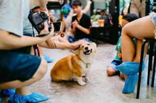 Illustration de l'article : 15 photos illustrant le quotidien hors du commun de Welsh Corgis Pembroke dans un café