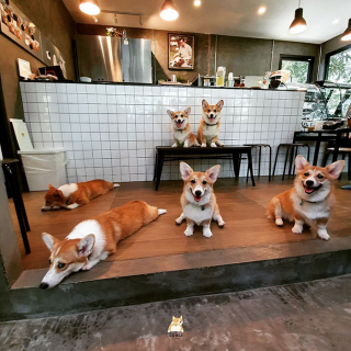 Illustration de l'article : 15 photos illustrant le quotidien hors du commun de Welsh Corgis Pembroke dans un café