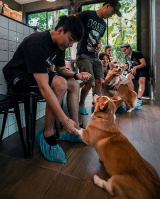 Illustration de l'article : 15 photos illustrant le quotidien hors du commun de Welsh Corgis Pembroke dans un café