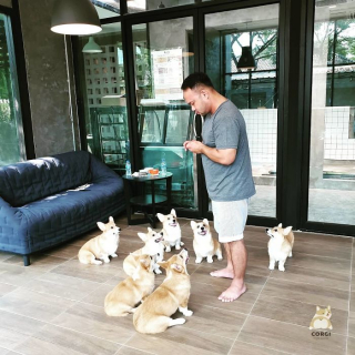 Illustration de l'article : 15 photos illustrant le quotidien hors du commun de Welsh Corgis Pembroke dans un café