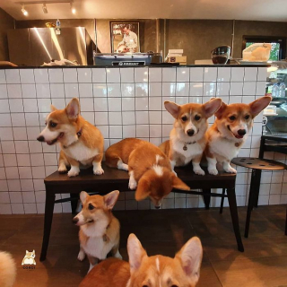 Illustration de l'article : 15 photos illustrant le quotidien hors du commun de Welsh Corgis Pembroke dans un café