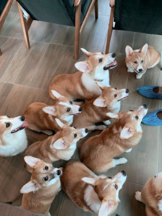 Illustration de l'article : 15 photos illustrant le quotidien hors du commun de Welsh Corgis Pembroke dans un café