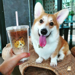 Illustration de l'article : 15 photos illustrant le quotidien hors du commun de Welsh Corgis Pembroke dans un café