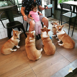 Illustration de l'article : 15 photos illustrant le quotidien hors du commun de Welsh Corgis Pembroke dans un café