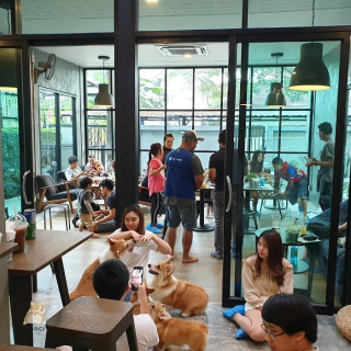 Illustration de l'article : 15 photos illustrant le quotidien hors du commun de Welsh Corgis Pembroke dans un café