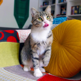 Illustration de l'article : Une chatte qui se cachait systématiquement dans un carton apprend à vaincre sa timidité et à faire confiance aux humains