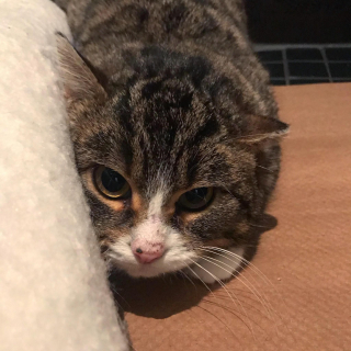 Illustration de l'article : Une chatte qui se cachait systématiquement dans un carton apprend à vaincre sa timidité et à faire confiance aux humains