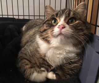 Illustration de l'article : Une chatte qui se cachait systématiquement dans un carton apprend à vaincre sa timidité et à faire confiance aux humains