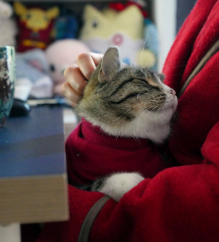 Illustration de l'article : Une chatte qui se cachait systématiquement dans un carton apprend à vaincre sa timidité et à faire confiance aux humains