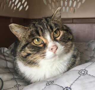 Illustration de l'article : Une chatte qui se cachait systématiquement dans un carton apprend à vaincre sa timidité et à faire confiance aux humains