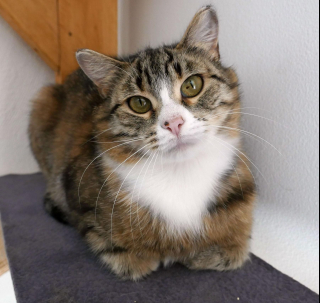 Illustration de l'article : Une chatte qui se cachait systématiquement dans un carton apprend à vaincre sa timidité et à faire confiance aux humains