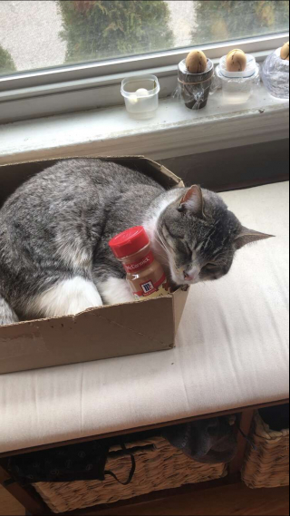 Illustration de l'article : Vidéo : un chat devient obsédé par une bouteille de cannelle vide et en fait son jouet préféré !