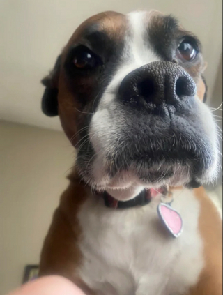 Illustration de l'article : 20 photos de chiens ayant un regard très expressif