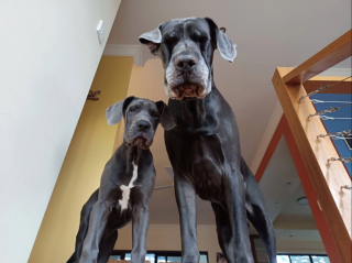 Illustration de l'article : 20 photos de chiens ayant un regard très expressif