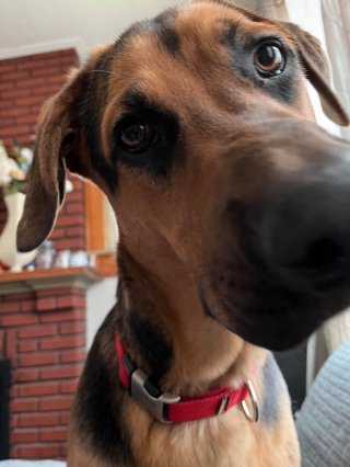 Illustration de l'article : 20 photos de chiens ayant un regard très expressif