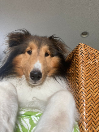 Illustration de l'article : 20 photos de chiens ayant un regard très expressif