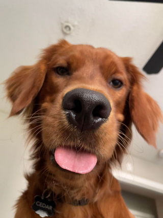 Illustration de l'article : 20 photos de chiens ayant un regard très expressif
