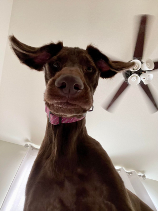 Illustration de l'article : 20 photos de chiens ayant un regard très expressif