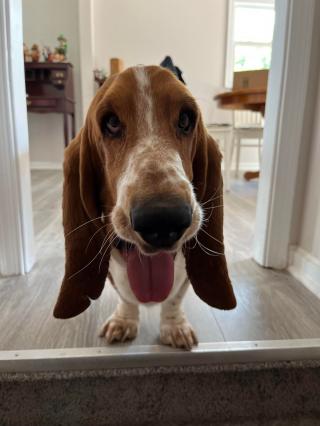 Illustration de l'article : 20 photos de chiens ayant un regard très expressif
