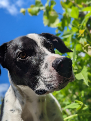Illustration de l'article : 20 photos de chiens ayant un regard très expressif