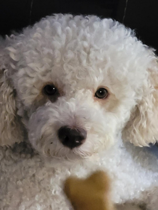 Illustration de l'article : 20 photos de chiens ayant un regard très expressif