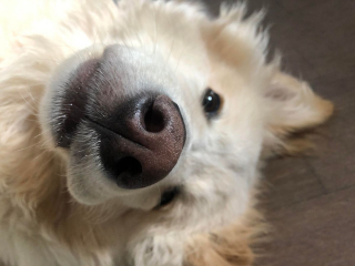 Illustration de l'article : 20 photos de chiens ayant un regard très expressif