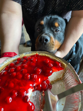 Illustration de l'article : 20 photos de chiens ayant un regard très expressif
