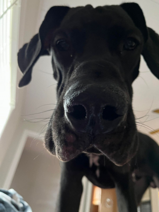 Illustration de l'article : 20 photos de chiens ayant un regard très expressif